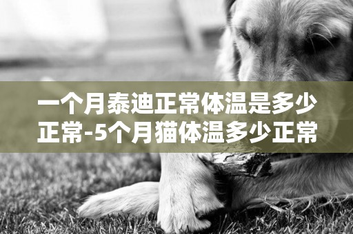 一個月泰迪正常體溫是多少正常-5個月貓體溫多少正常
