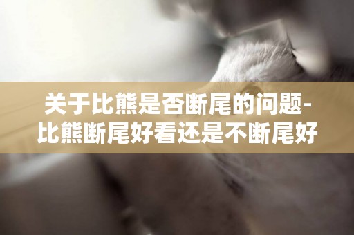 關于比熊是否斷尾的問題-比熊斷尾好看還是不斷尾好看