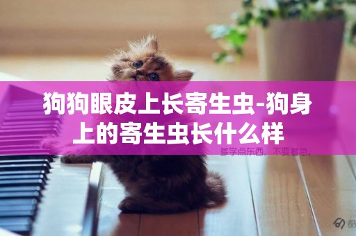 狗狗眼皮上長寄生蟲-狗身上的寄生蟲長什么樣