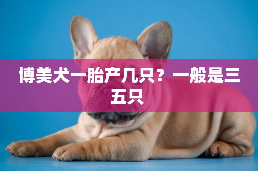 博美犬一胎產幾只？一般是三五只 
