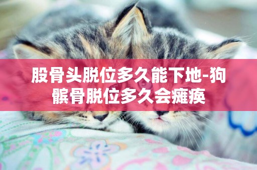 股骨頭脫位多久能下地-狗髕骨脫位多久會癱瘓
