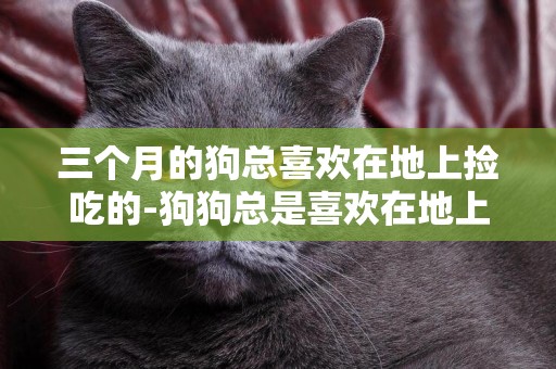 三個月的狗總喜歡在地上撿吃的-狗狗總是喜歡在地上撿東西吃