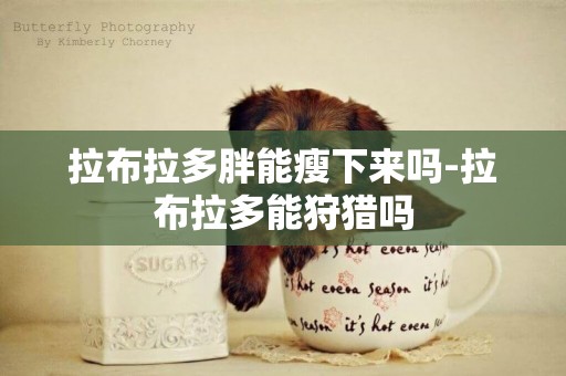 拉布拉多胖能瘦下來嗎-拉布拉多能狩獵嗎