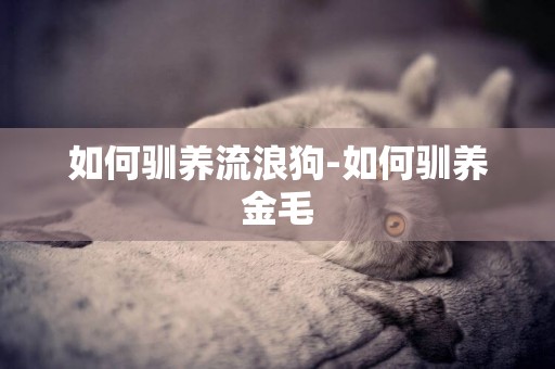 如何馴養流浪狗-如何馴養金毛