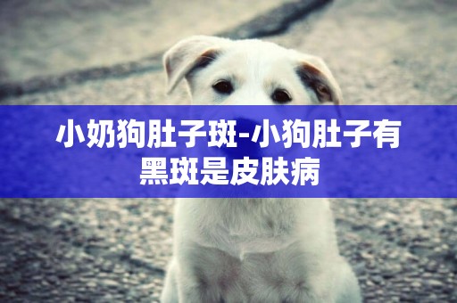 小奶狗肚子斑-小狗肚子有黑斑是皮膚病