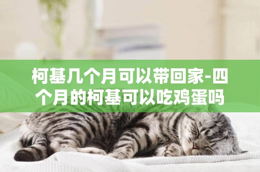 柯基幾個月可以帶回家-四個月的柯基可以吃雞蛋嗎