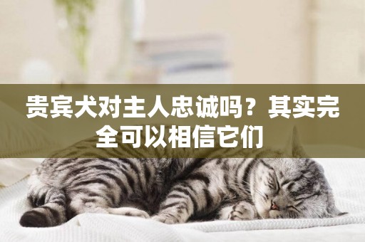 貴賓犬對主人忠誠嗎？其實完全可以相信它們 