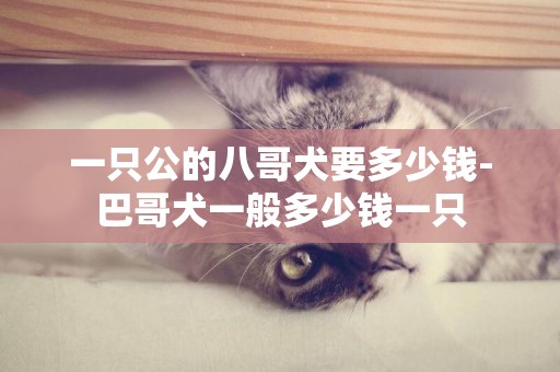 一只公的八哥犬要多少錢-巴哥犬一般多少錢一只