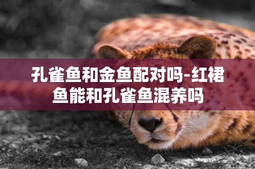 孔雀魚和金魚配對嗎-紅裙魚能和孔雀魚混養嗎