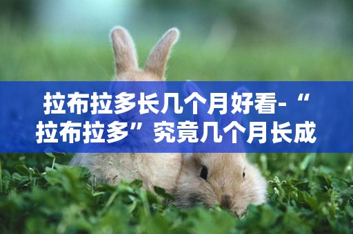 拉布拉多長幾個月好看-“拉布拉多”究竟幾個月長成大狗呢