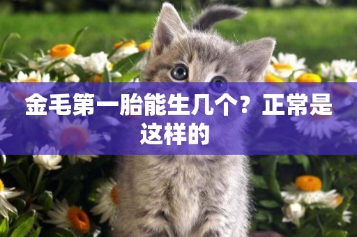 金毛第一胎能生幾個？正常是這樣的 