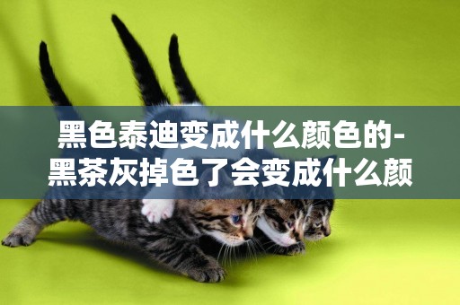 黑色泰迪變成什么顏色的-黑茶灰掉色了會變成什么顏色