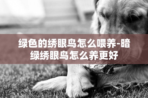 綠色的繡眼鳥怎么喂養-暗綠繡眼鳥怎么養更好
