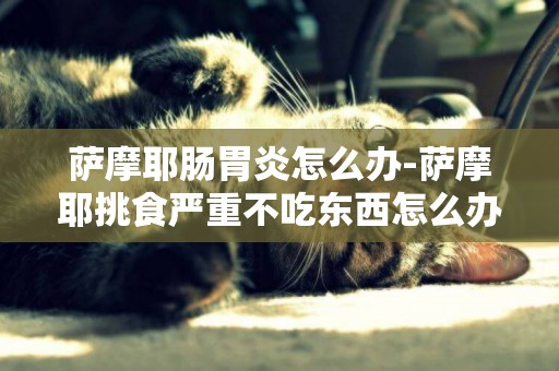薩摩耶腸胃炎怎么辦-薩摩耶挑食嚴重不吃東西怎么辦