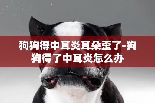 狗狗得中耳炎耳朵歪了-狗狗得了中耳炎怎么辦