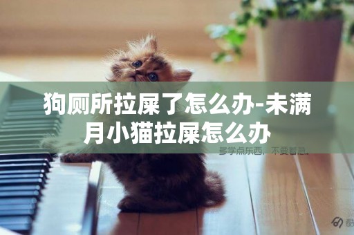 狗廁所拉屎了怎么辦-未滿月小貓拉屎怎么辦