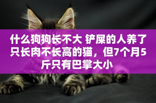 什么狗狗長不大 鏟屎的人養了只長肉不長高的貓，但7個月5斤只有巴掌大小 