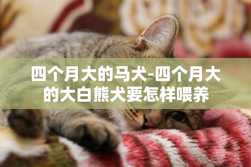 四個月大的馬犬-四個月大的大白熊犬要怎樣喂養