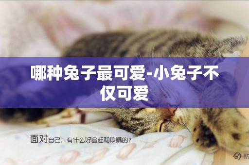 哪種兔子最可愛-小兔子不僅可愛
