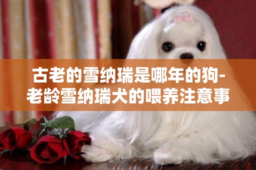 古老的雪納瑞是哪年的狗-老齡雪納瑞犬的喂養注意事項