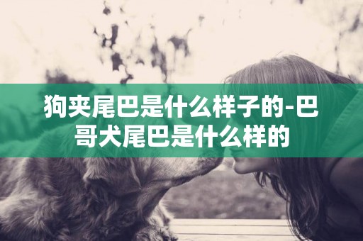 狗夾尾巴是什么樣子的-巴哥犬尾巴是什么樣的