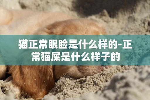 貓正常眼瞼是什么樣的-正常貓屎是什么樣子的