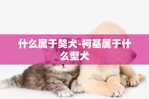 什么屬于獒犬-柯基屬于什么型犬