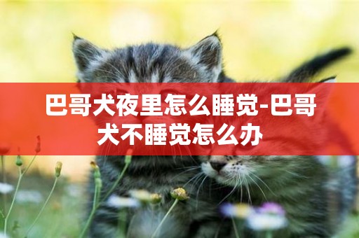 巴哥犬夜里怎么睡覺-巴哥犬不睡覺怎么辦
