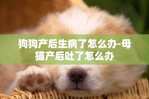 狗狗產后生病了怎么辦-母貓產后吐了怎么辦