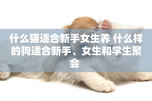 什么貓適合新手女生養 什么樣的狗適合新手、女生和學生聚會 