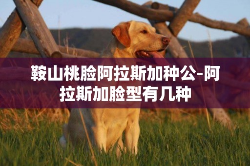 鞍山桃臉阿拉斯加種公-阿拉斯加臉型有幾種