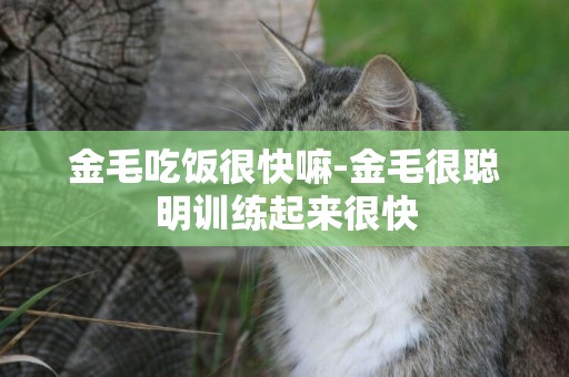 金毛吃飯很快嘛-金毛很聰明訓練起來很快