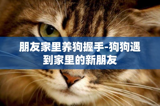 朋友家里養狗握手-狗狗遇到家里的新朋友