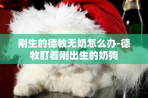 剛生的德牧無奶怎么辦-德牧盯著剛出生的奶狗