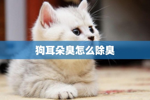 狗耳朵臭怎么除臭