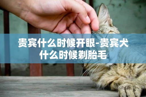貴賓什么時候開眼-貴賓犬什么時候剃胎毛