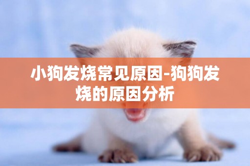 小狗發燒常見原因-狗狗發燒的原因分析