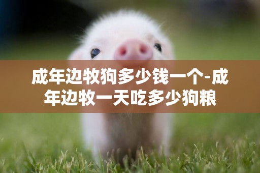 成年邊牧狗多少錢一個-成年邊牧一天吃多少狗糧