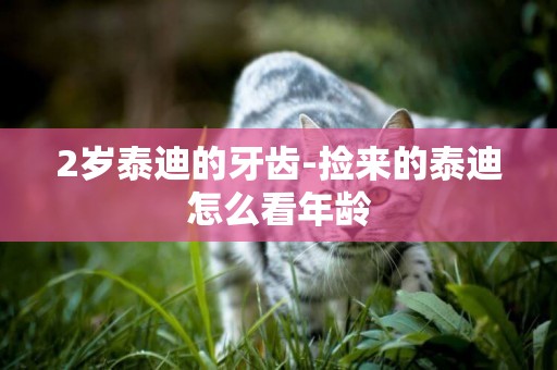 2歲泰迪的牙齒-撿來的泰迪怎么看年齡