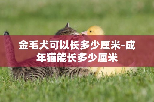 金毛犬可以長多少厘米-成年貓能長多少厘米