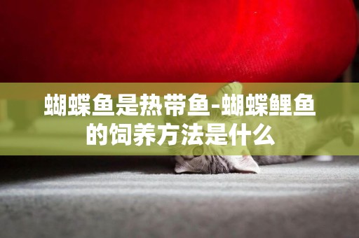 蝴蝶魚是熱帶魚-蝴蝶鯉魚的飼養方法是什么