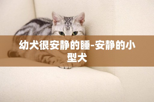 幼犬很安靜的睡-安靜的小型犬