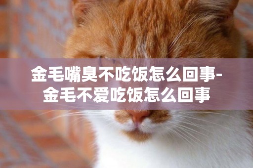 金毛嘴臭不吃飯怎么回事-金毛不愛吃飯怎么回事