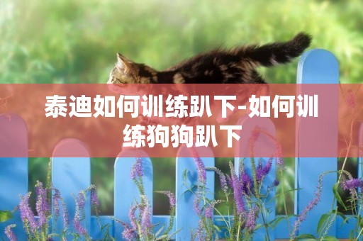 泰迪如何訓練趴下-如何訓練狗狗趴下
