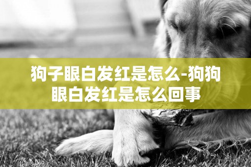 狗子眼白發紅是怎么-狗狗眼白發紅是怎么回事