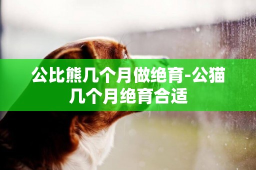 公比熊幾個月做絕育-公貓幾個月絕育合適
