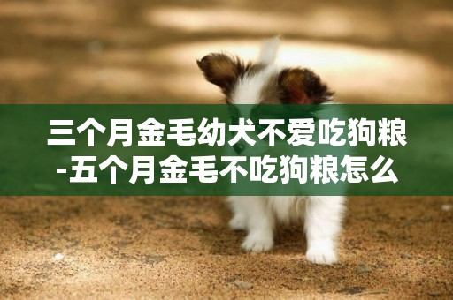 三個月金毛幼犬不愛吃狗糧-五個月金毛不吃狗糧怎么辦