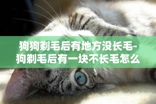 狗狗剃毛后有地方沒長毛-狗剃毛后有一塊不長毛怎么辦