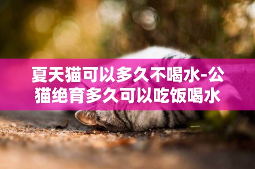 夏天貓可以多久不喝水-公貓絕育多久可以吃飯喝水