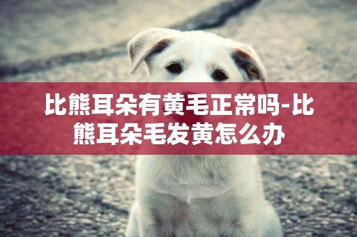 比熊耳朵有黃毛正常嗎-比熊耳朵毛發黃怎么辦